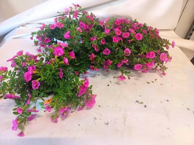<h4>CALIB CARIL ROSE</h4>