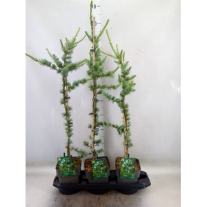 Cedrus libani 'Glauca'