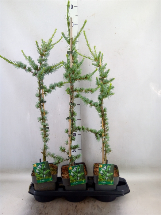 <h4>Cedrus libani 'Glauca'</h4>