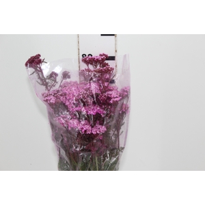 ACHILLEA MILLEFOLIUM PINK TINTURADA 060 CM