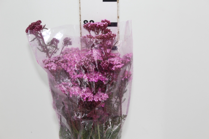 <h4>ACHILLEA MILLEFOLIUM PINK TINTURADA 060 CM</h4>