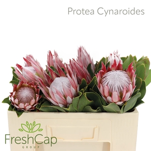 Protea Cynaroides