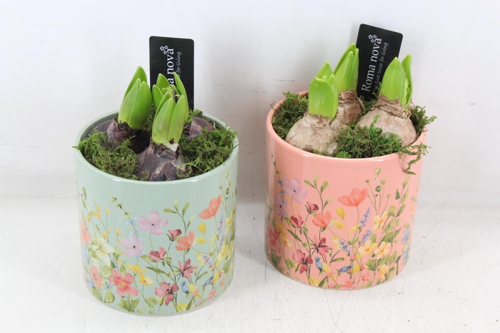 <h4>arr4 Hyacint RN - Floral finesse rond</h4>