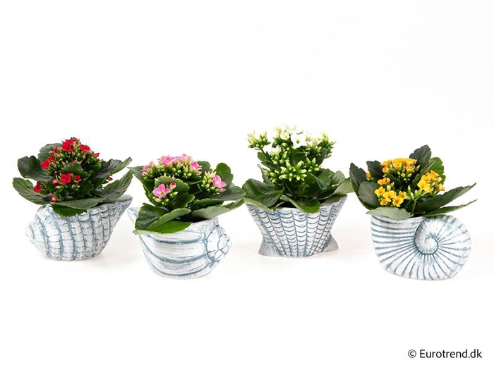 <h4>KALANCHOE BLOSSF p6 E 4626</h4>