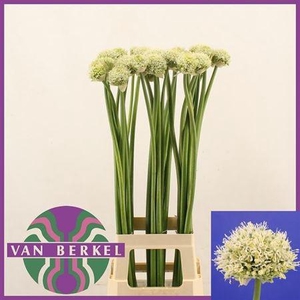 Allium White Giant