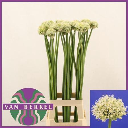 <h4>Allium White Giant</h4>