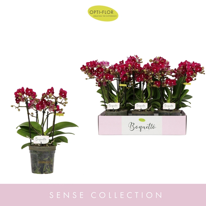<h4>PHAL OPTI BOQUETTO TEMPTATION 3-5 SPIKE</h4>
