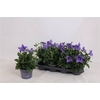 Platyco Gr Astra Blu