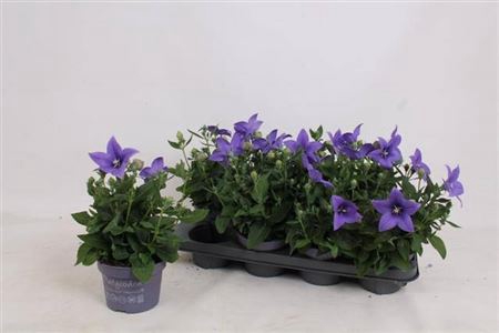 Platyco Gr Astra Blu