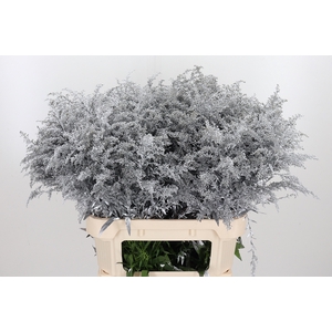 Solidago Kl Bh Zilver