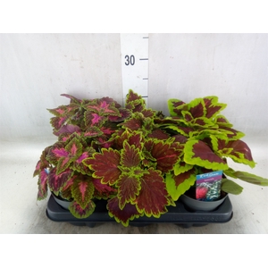 Plectranthus col.   ...mix