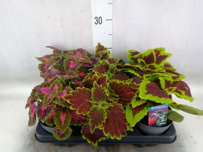 <h4>Plectranthus col.   ...mix</h4>