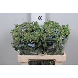 Oxy Co Tan Pure Blu