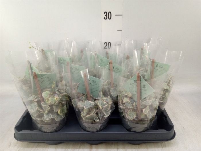 <h4>Ceropegia woodii 'Variegata'</h4>