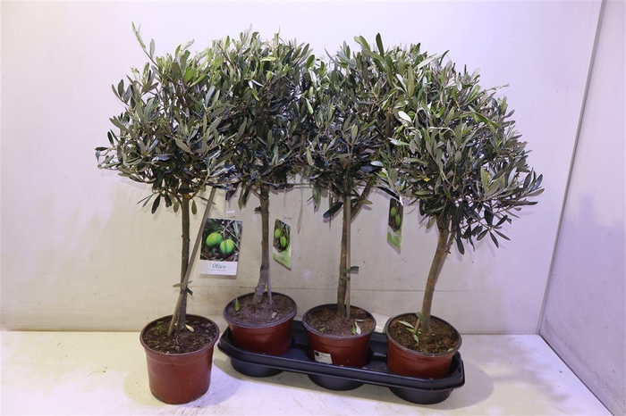 <h4>Olea Europaea</h4>