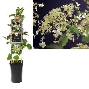 Hydrangea a. 'Petiolaris' +3.0 label