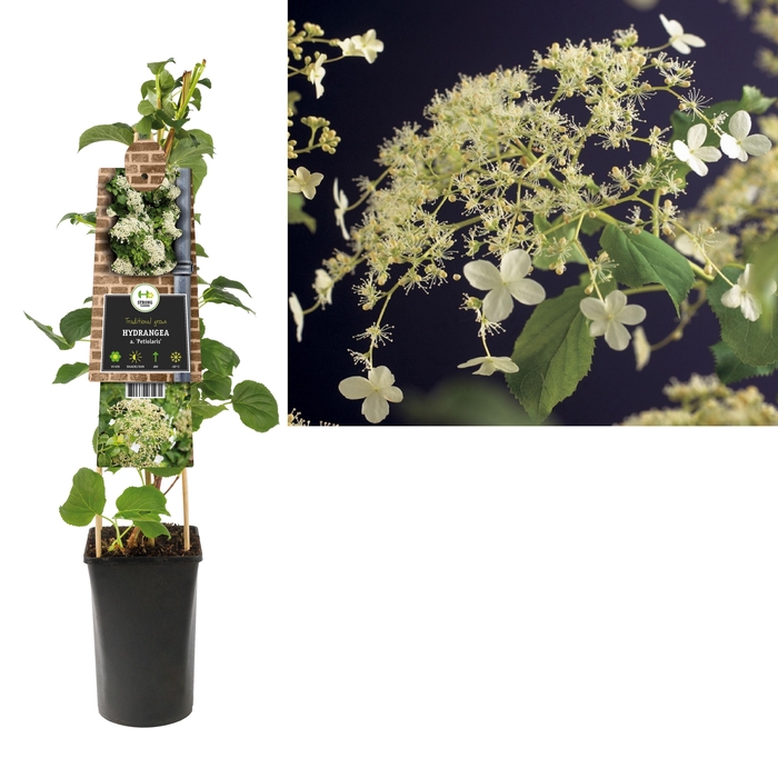 <h4>Hydrangea a. 'Petiolaris' +3.0 label</h4>