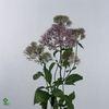 TRACH CORINE LILAC