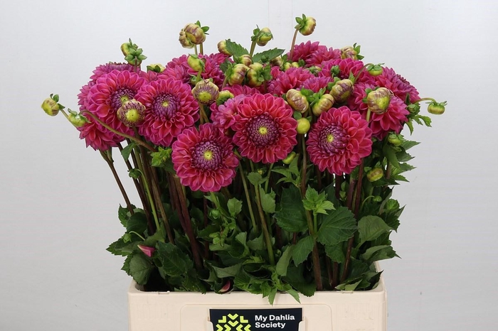 <h4>Dahlia Dikara Superb</h4>