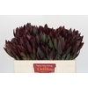 Leucadendron Saf Sunset Dark R.
