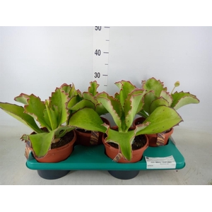 Kalanchoe NF   ...