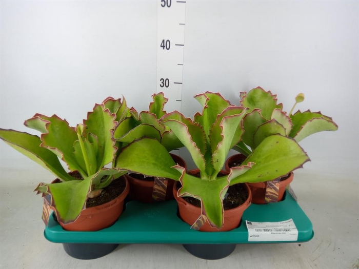<h4>Kalanchoe NF   ...</h4>
