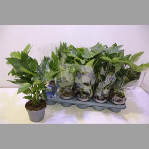 Fatsia Ov
