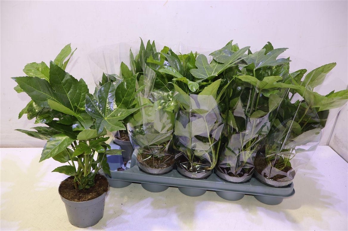 <h4>Fatsia Ov</h4>