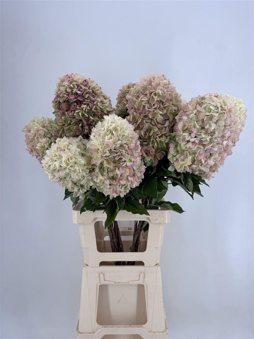 <h4>HYDRA PAN LIGHT PINK</h4>