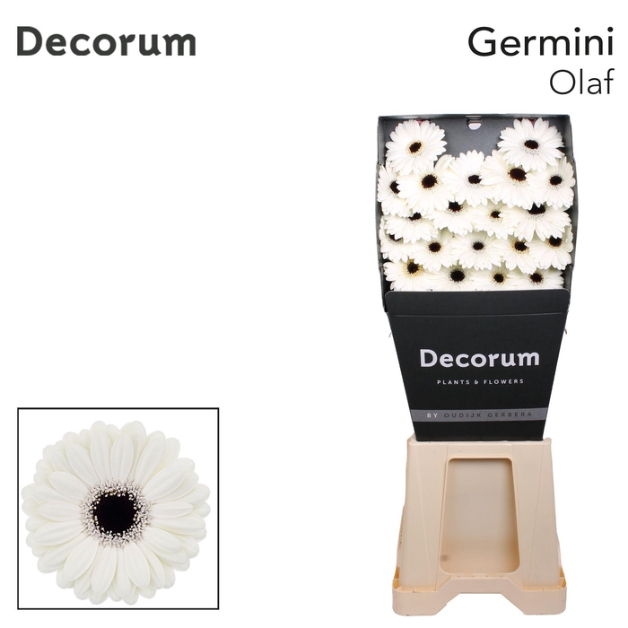 <h4>Germini Olaf Diamond</h4>