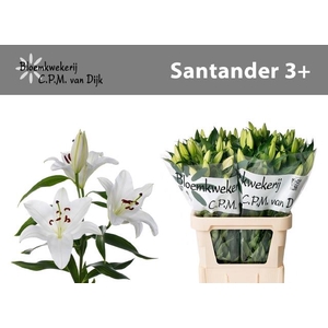 LI OR SANTANDER