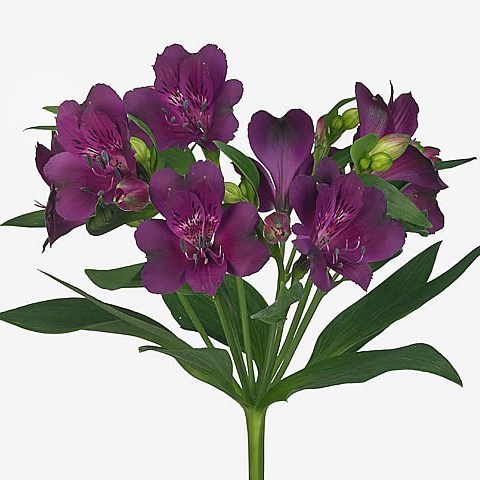 <h4>ALSTROEMERIA CLEO</h4>
