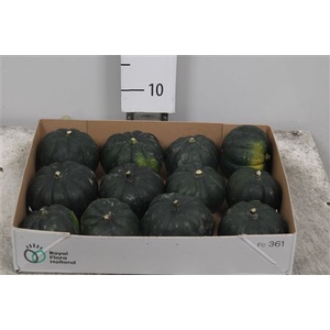 Cucurbita Mo Hayato