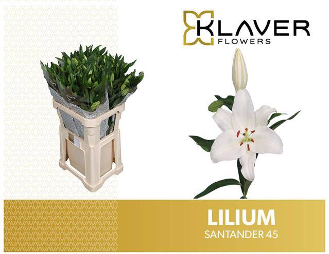 <h4>Li Or Santander</h4>
