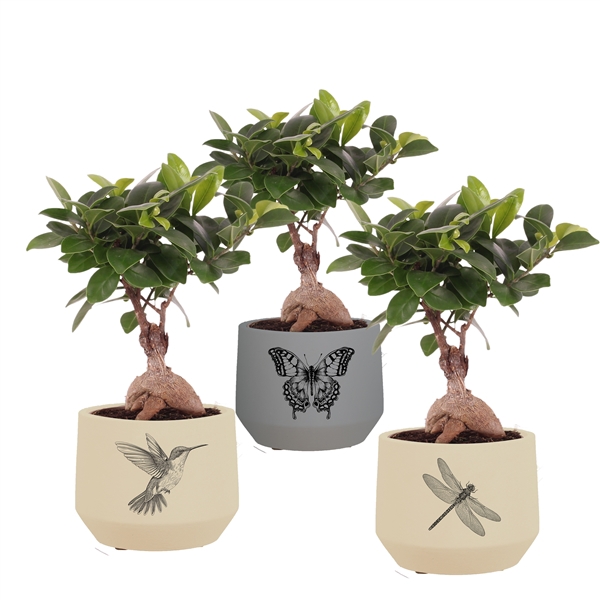 <h4>Ficus m. Ginseng Ball Shape Ø09cm in Ø12cm Ceramic BY560</h4>