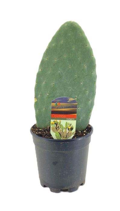 <h4>Opuntia ficus indica</h4>