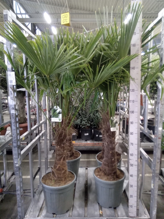 <h4>Trachycarpus fortunei</h4>