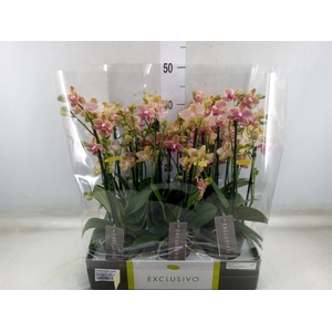 Phalaenopsis multi.   ...yellow