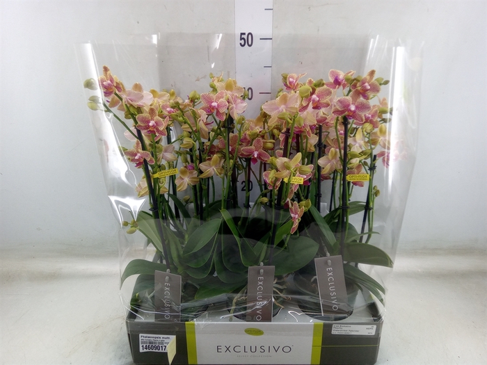 <h4>Phalaenopsis multi.   ...yellow</h4>