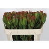 Leucadendron Laurel Yellow