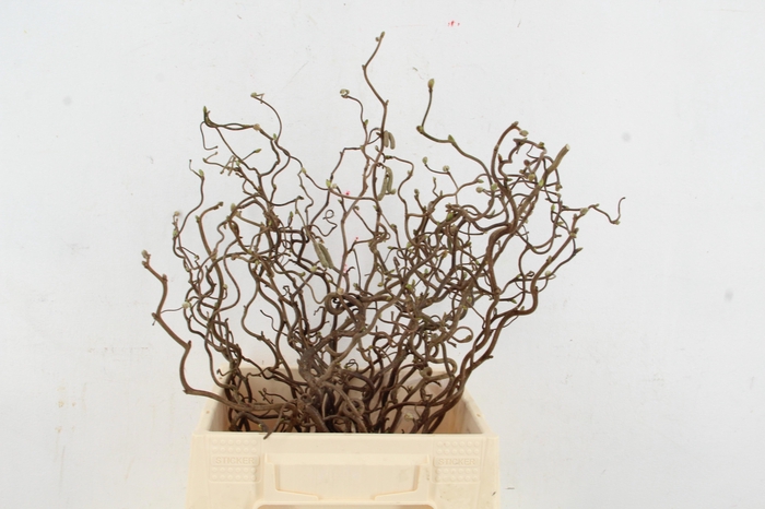 <h4>CORYL AV CONTORTA</h4>