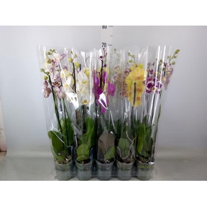 Phalaenopsis   ...mix  5