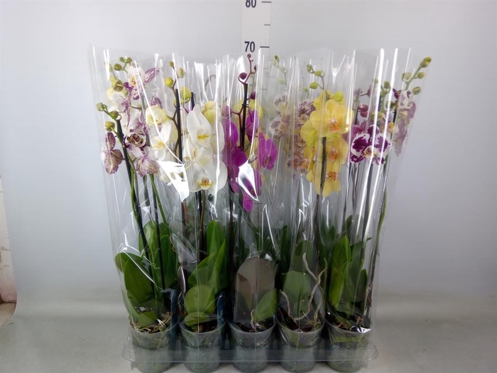<h4>Phalaenopsis   ...mix  5</h4>