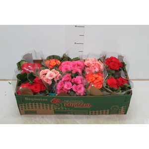 BEGONIA P11