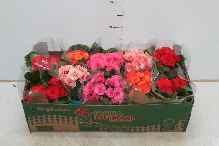 BEGONIA P11
