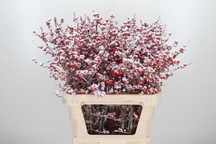 Ilex Met Bes Kl Bh Sneeuw