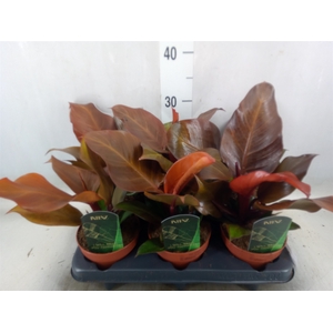 Philodendron  'Sunlight'