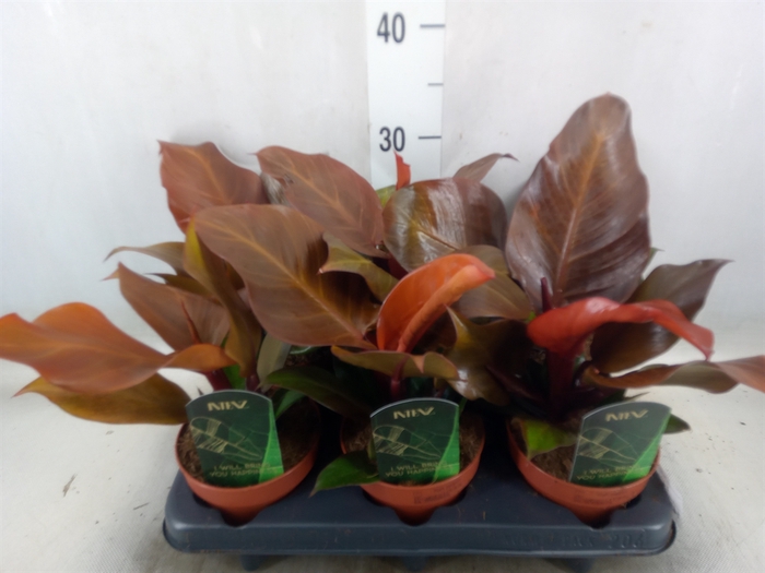 <h4>Philodendron  'Sunlight'</h4>