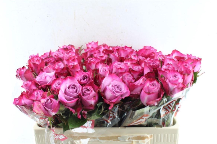 <h4>R Gr Deep Purple</h4>