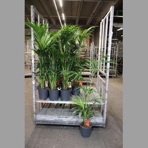 Howea Forsteriana